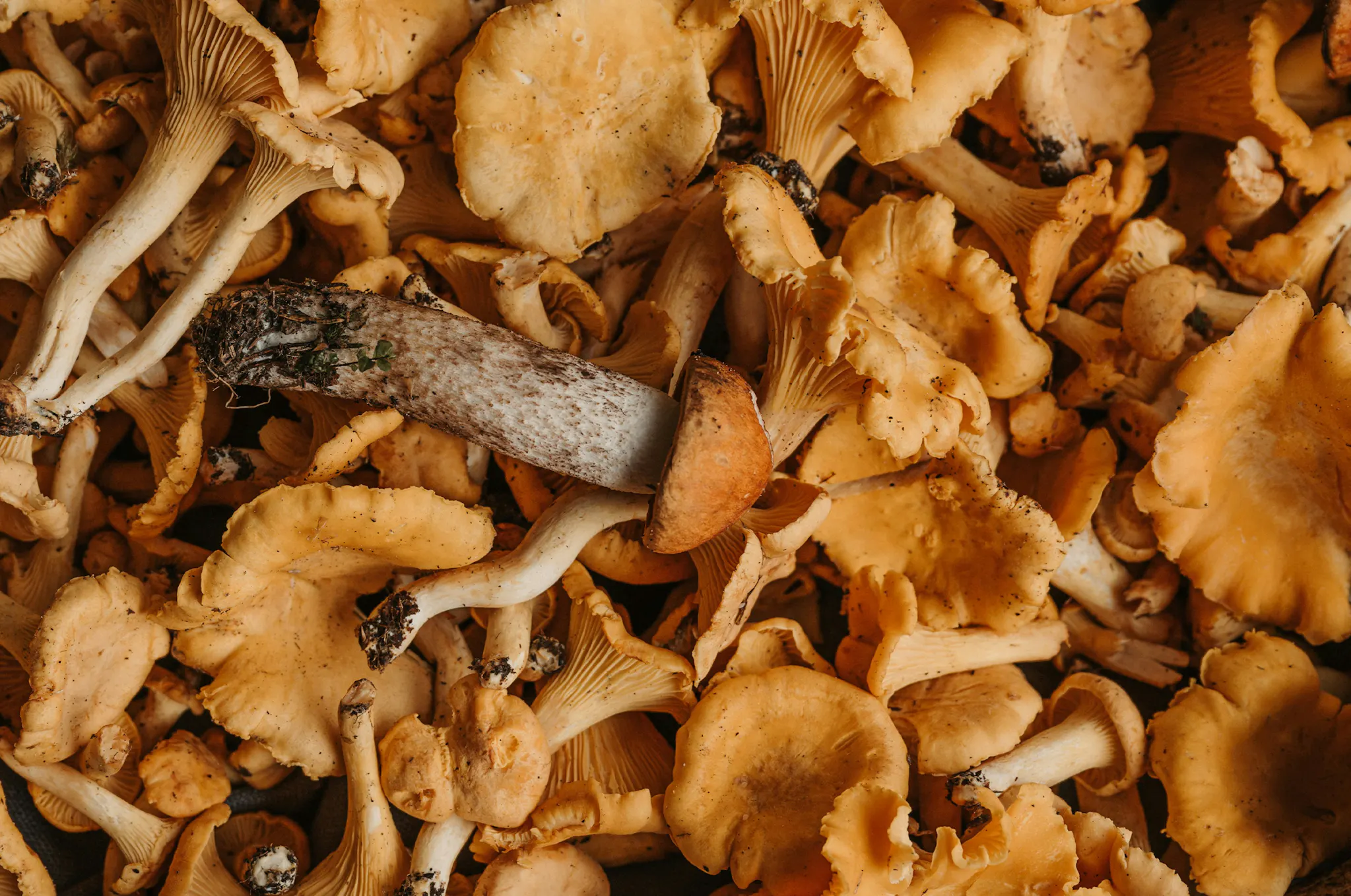 Mushroom Website3