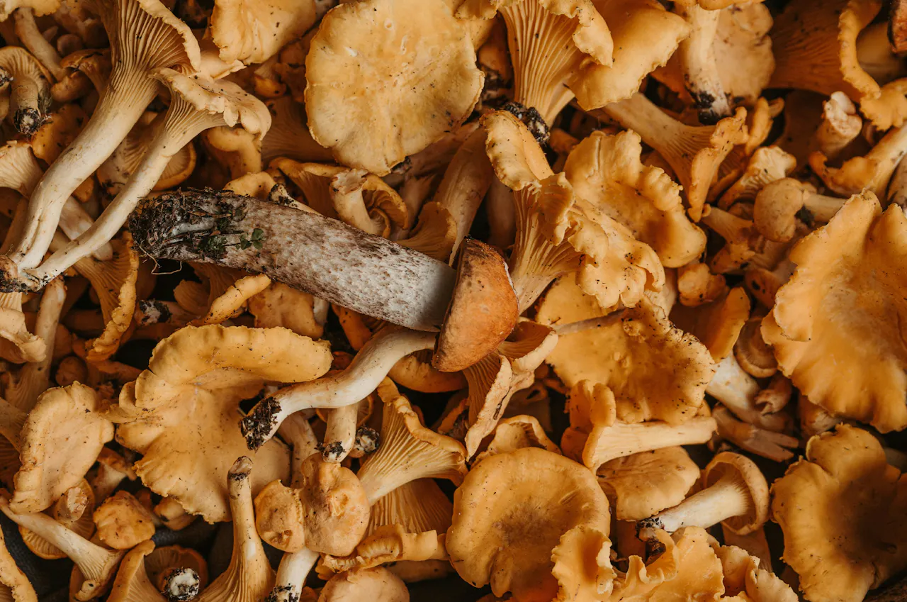 Mushroom Website3